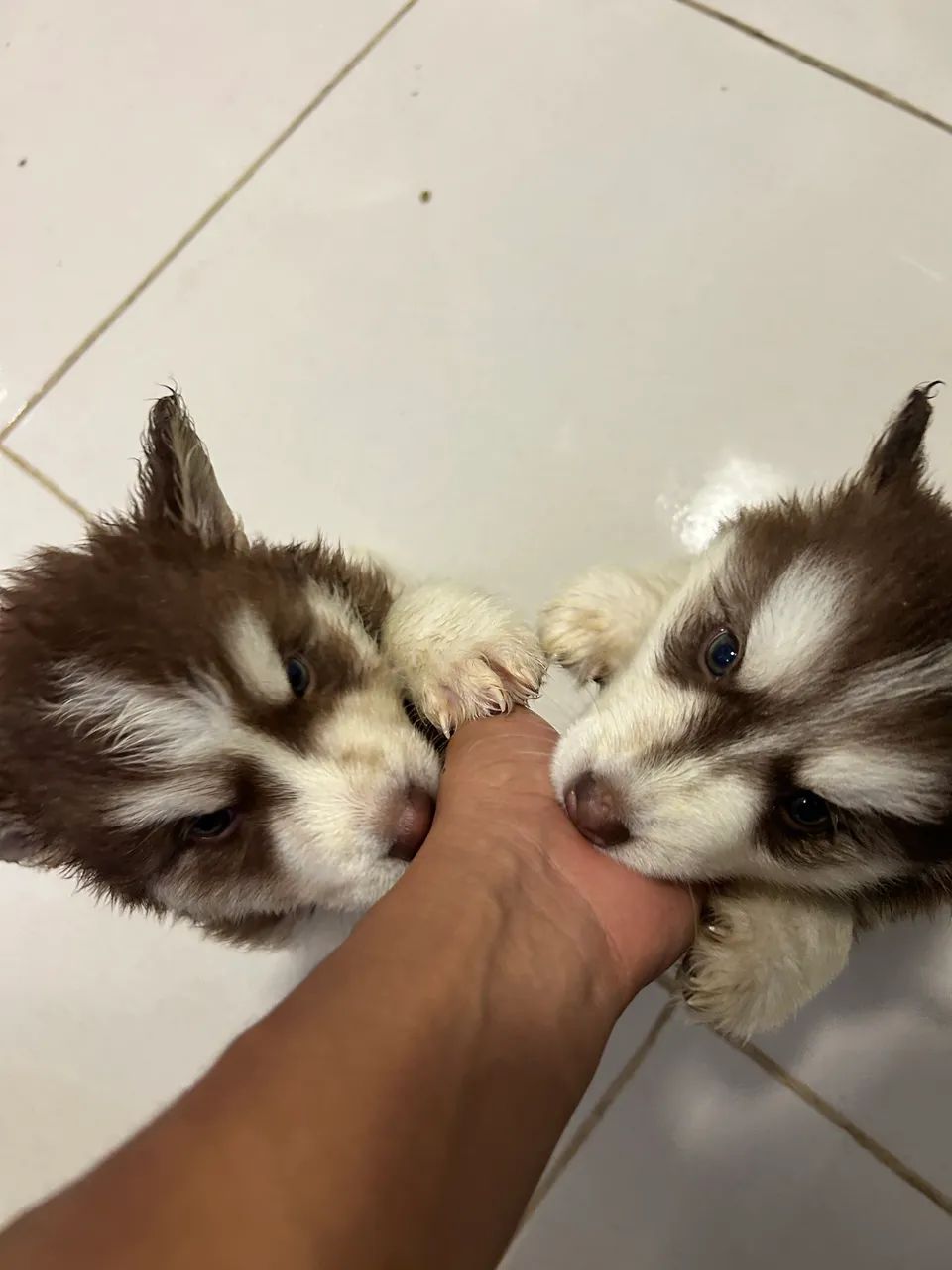 Vendo Husk siberiano  - Foto 5