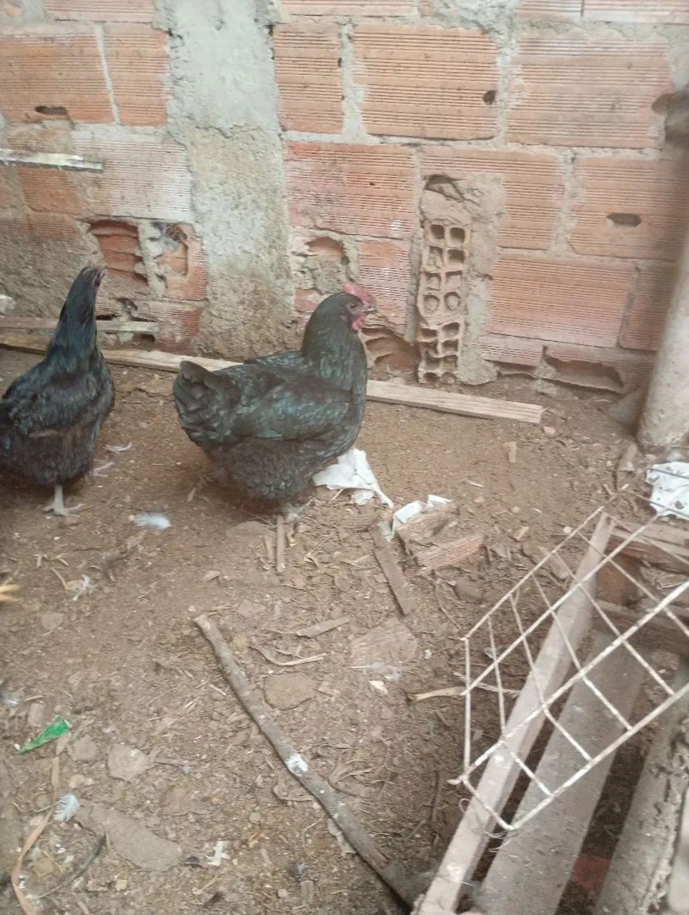 Galo  - Foto 2