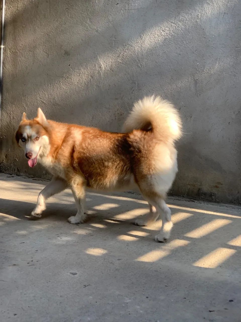 Cachorro  - Foto 4