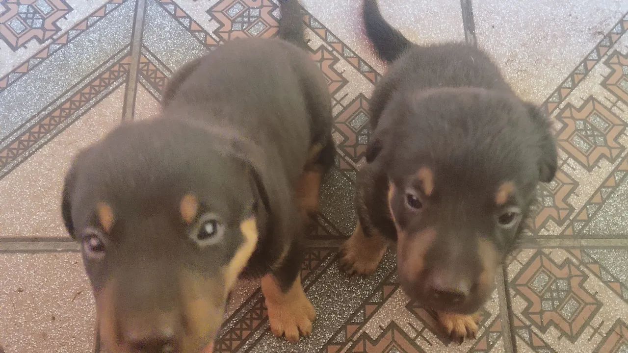 Cachorro wothivailer