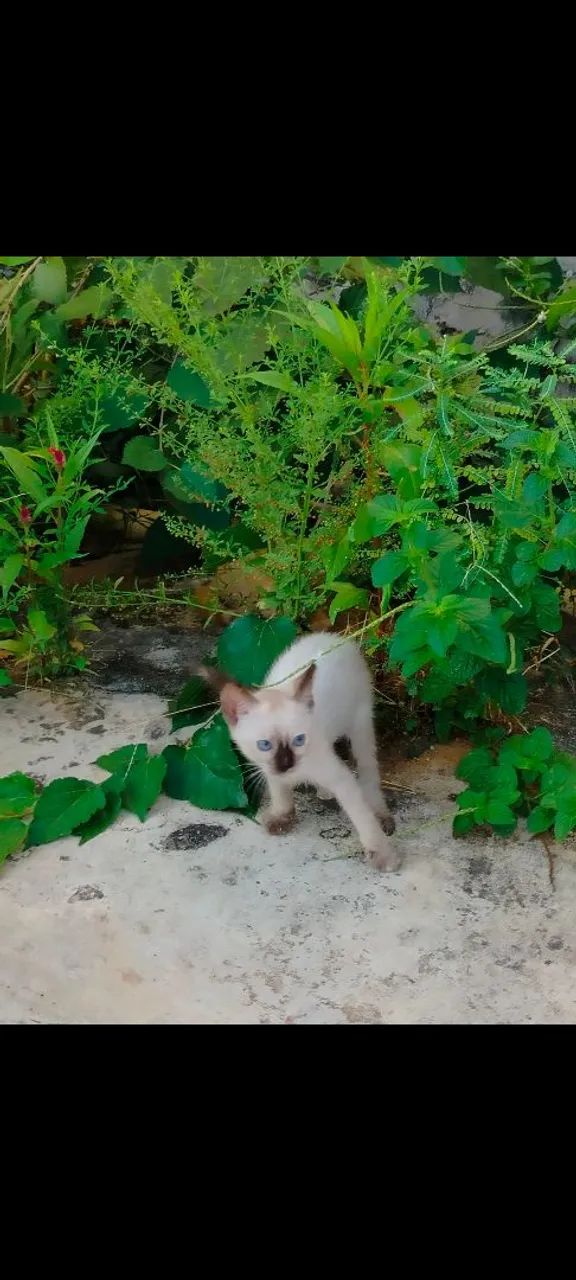 Gatos para Adoção  - Foto 2