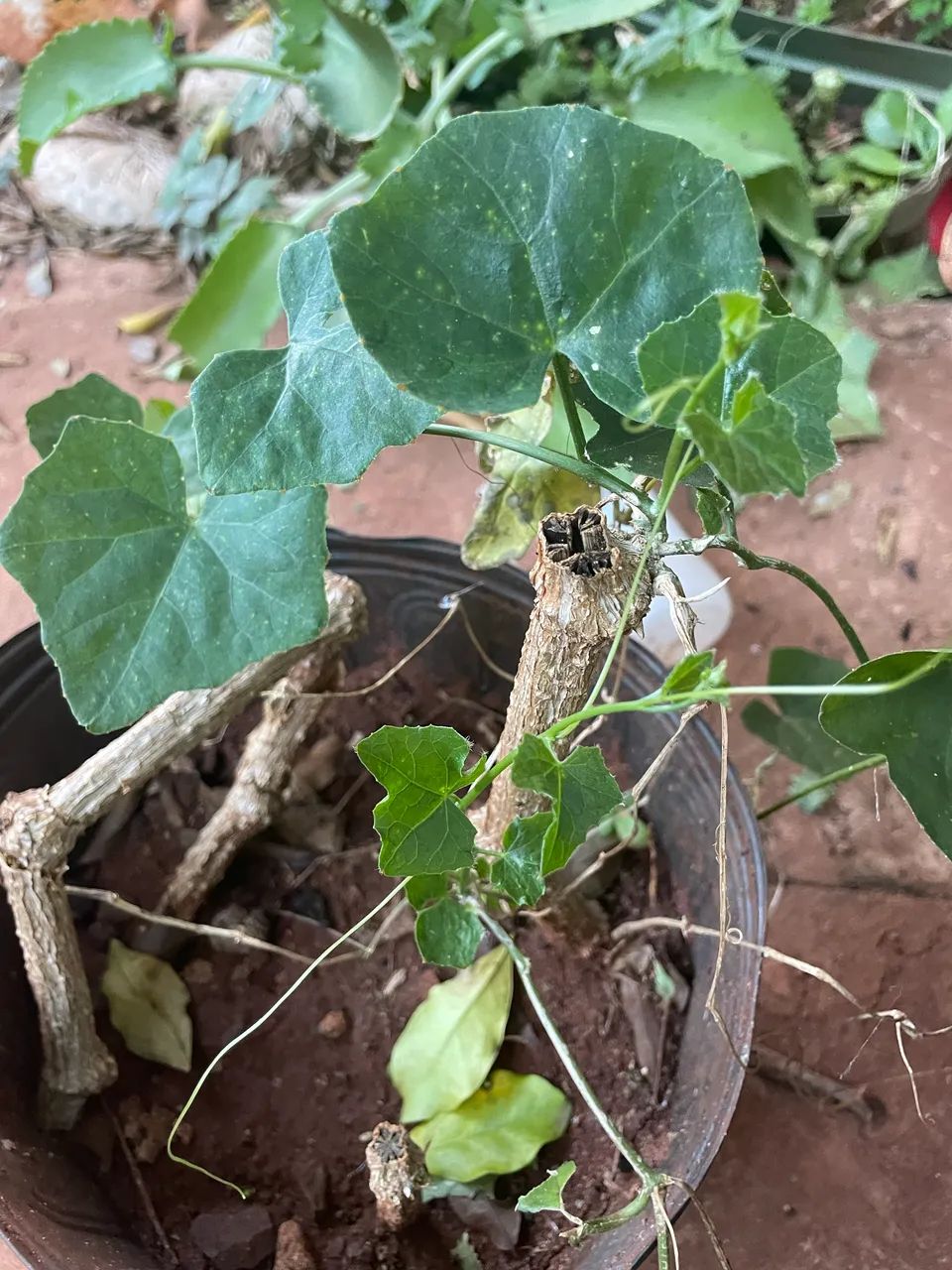 Mudas de plantas  - Foto 4