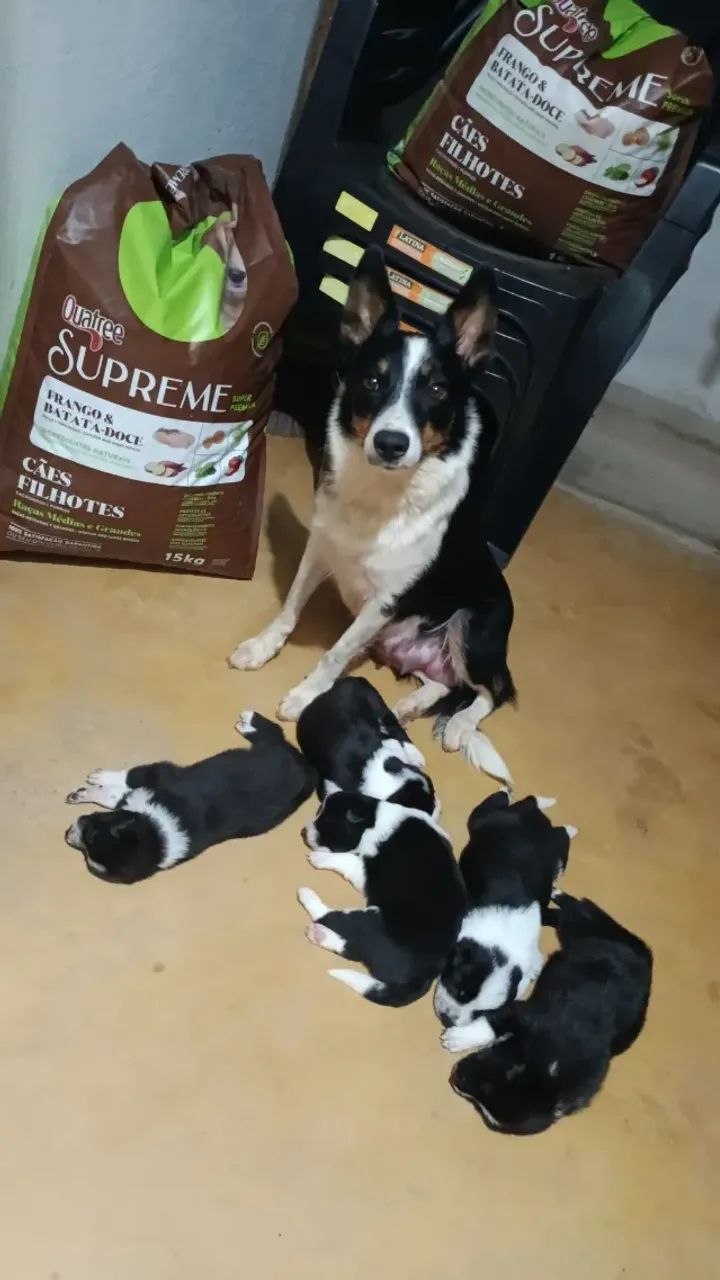 BORDER COLLIE pastoreio  - Foto 5