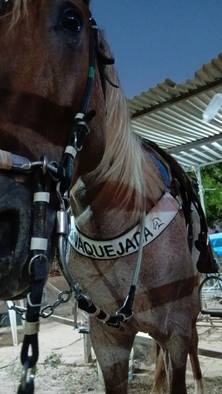 Cavalo de canhoto  - Foto 3