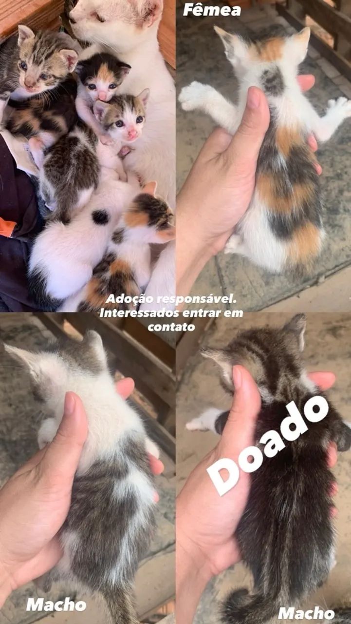 Doação responsável 