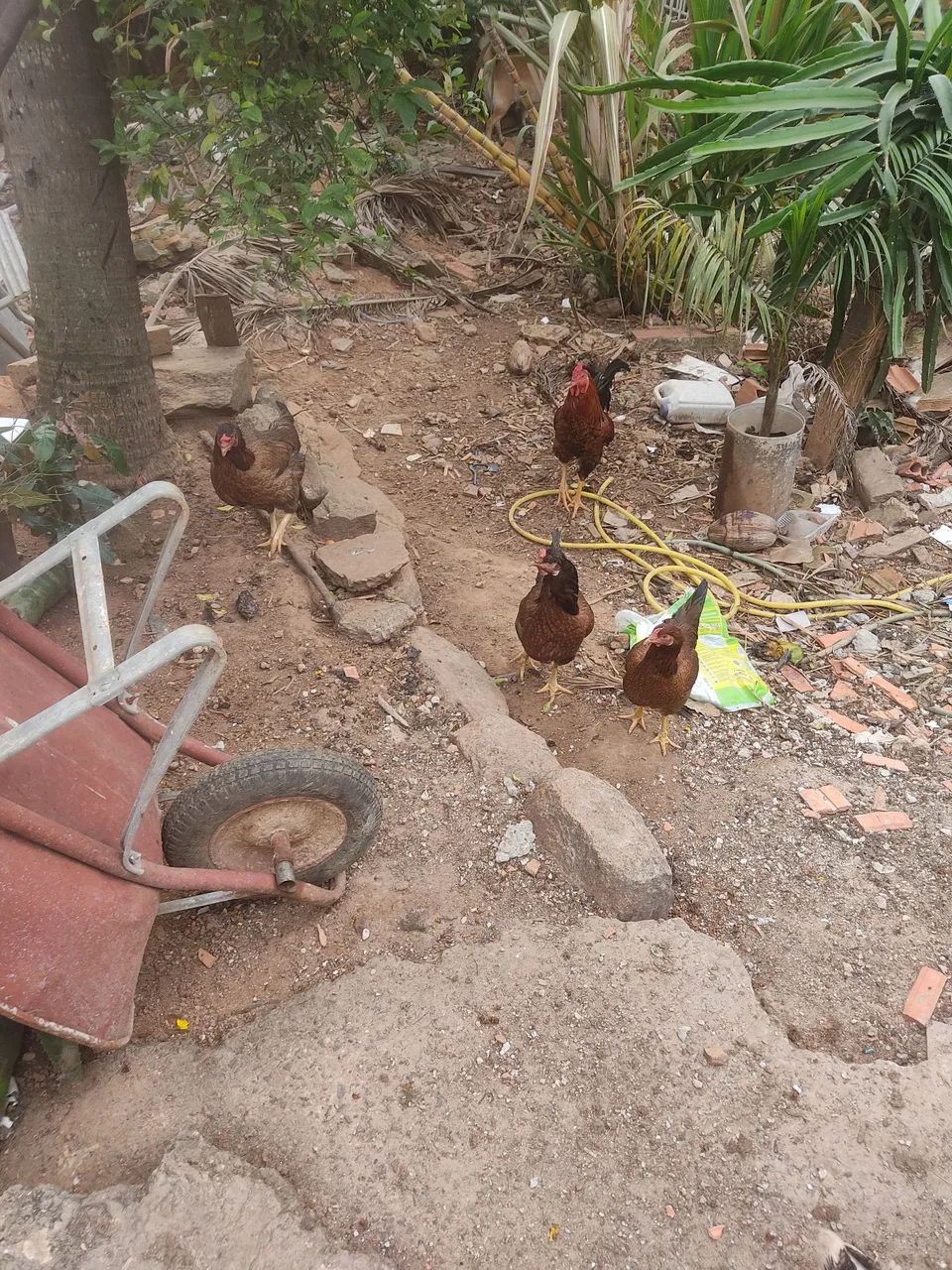 Galinhas, galos e pintinhos - Foto 4