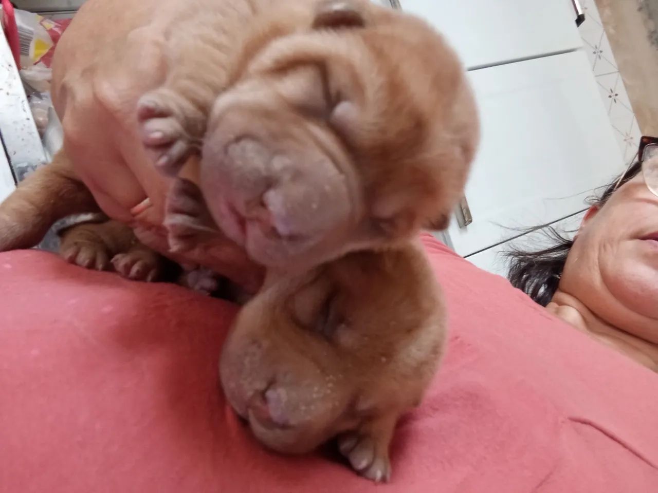 Filhote - Sharpei - Foto 3