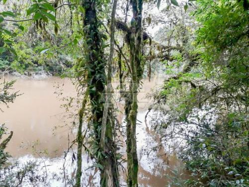 Chácara à venda em Picassinho, Piên cod:136674 - Foto 3