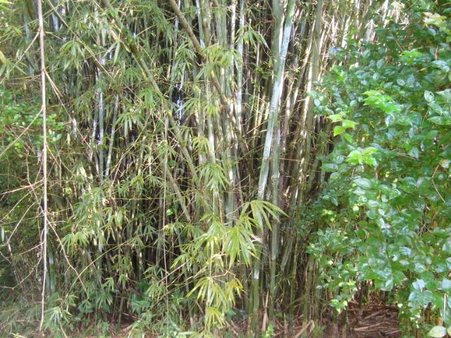 Vende-se varas de bambu taquara, cana da índia e imperial - Foto 3