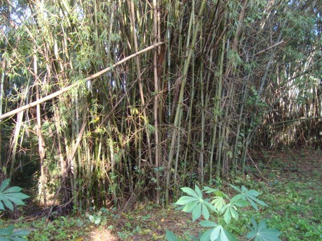 Vende-se varas de bambu taquara, cana da índia e imperial - Foto 4