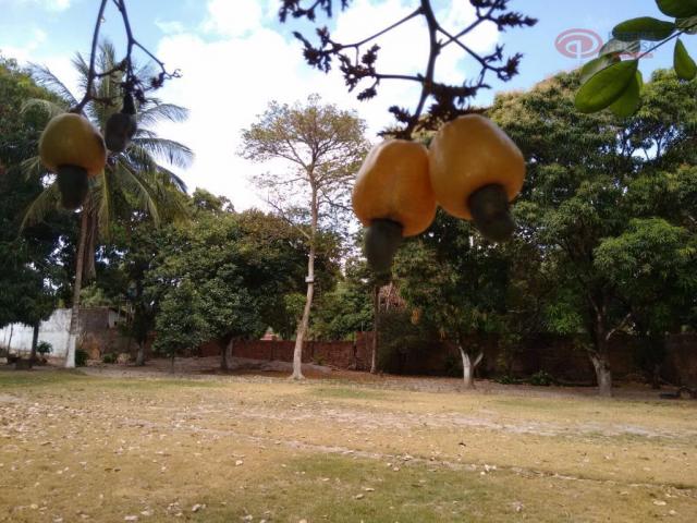 Chácara residencial à venda, vila j. lima, são josé de ribamar. - Foto 11