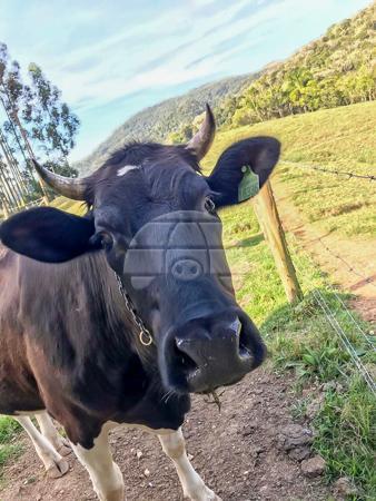 Chácara à venda em Roça velha, São josé dos pinhais cod:150582 - Foto 15