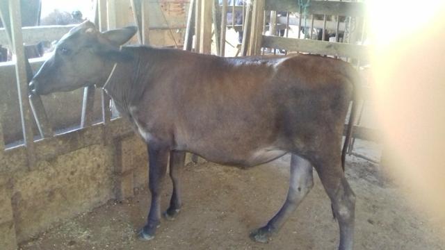 Vendo duas bezerras de inseminação é um bezerro girolando