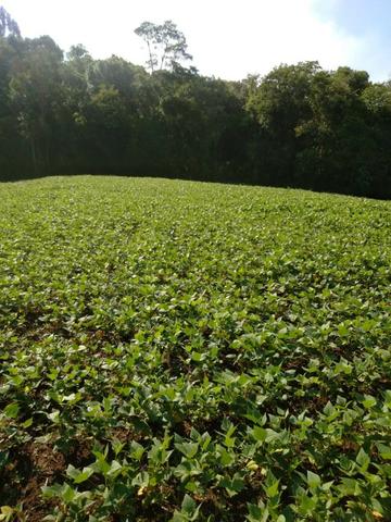 Vende ou Trocar a Chácara Região de Ivaí - Foto 17