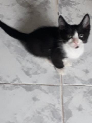 Doa - se esse filhote - Foto 2