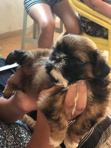 Cachorro - Foto 2