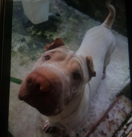 Cachorro querendo namorar!!!!!! - Foto 2
