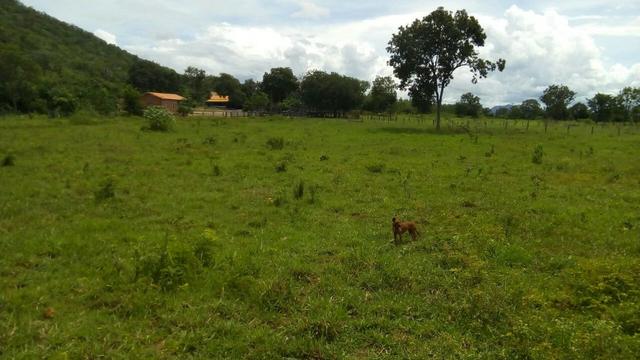 Fazenda formada, 200 hectares 100% asfaltoa Cuiabá, na BR - Foto 8