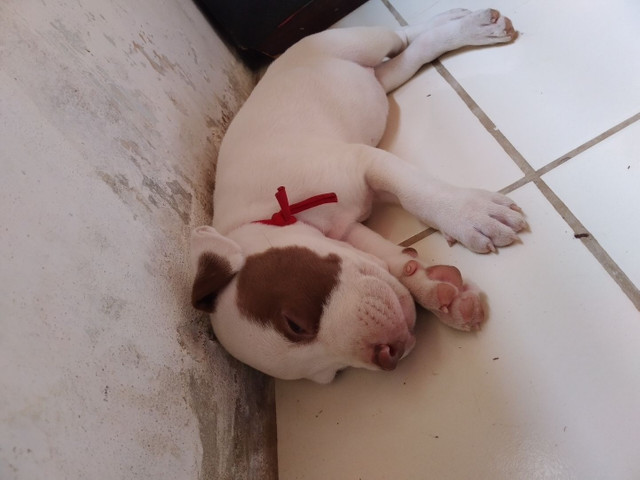 Uma fêmea Pitbull - Foto 2