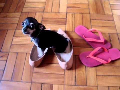 Pinscher miniatura venha se apaixonar - Foto 3