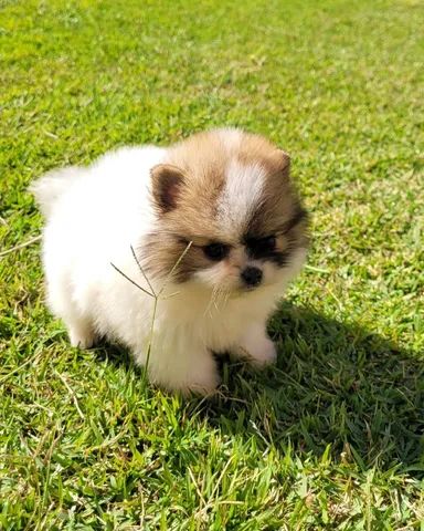 Spitz Alemão Fêmea 12x sem juros pedigree CBKC envio grátis - Foto 5