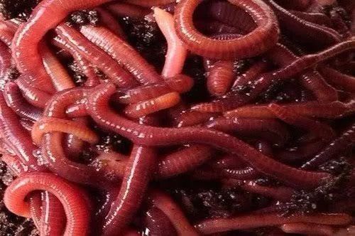 100 MINHOCAS CALIFORNIANAS VERMELHAS PARA COMPOSTAGEM E ALIMENTAÇÃO DE PEIXES R$ 45,00 - Foto 6