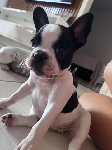 Vendo filhote de buldogue francês 