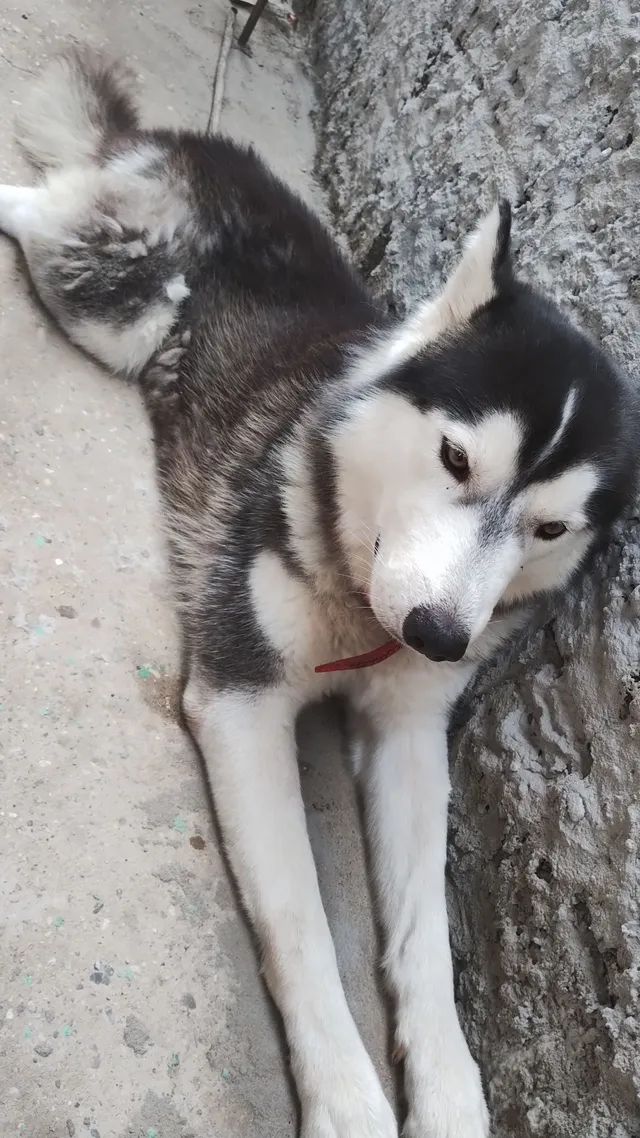 Husky siberiano original 2 anos - Foto 3