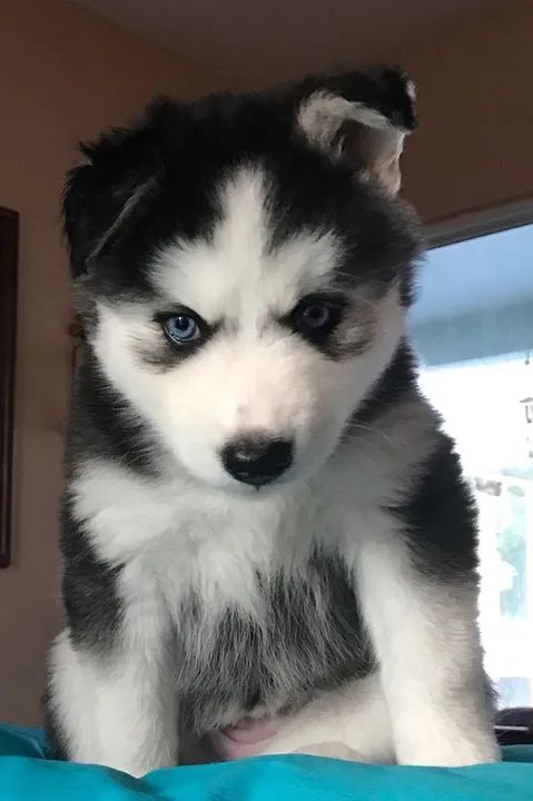 Husky Siberiano Com Cara De Sério 
