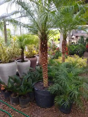 Plantas ornamentais Criciúma SC. - Foto 5