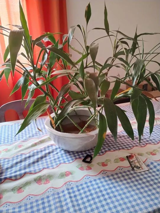 Bambu da sorte - Foto 3