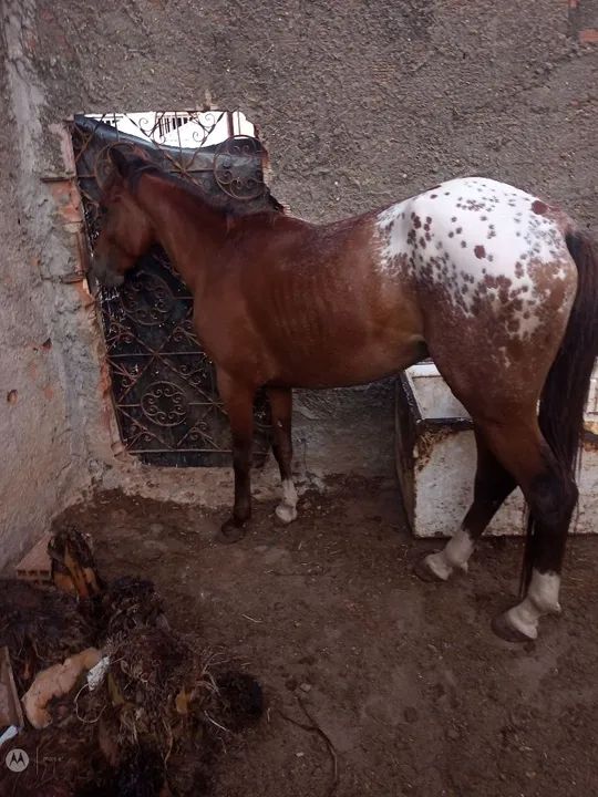 Potro Appaloosa lindo e dócil