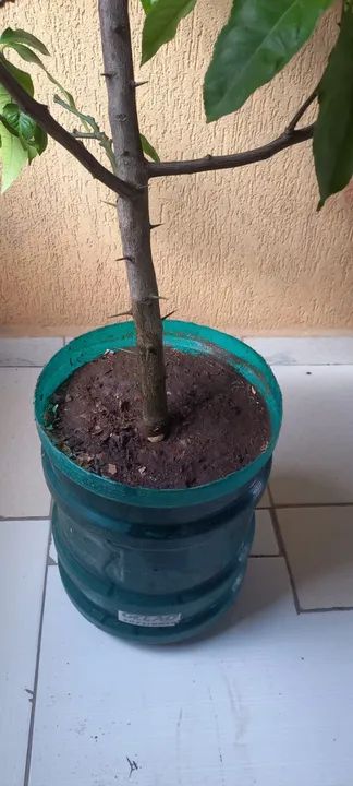 Muda Frutífera de Limão Siciliano - Foto 5