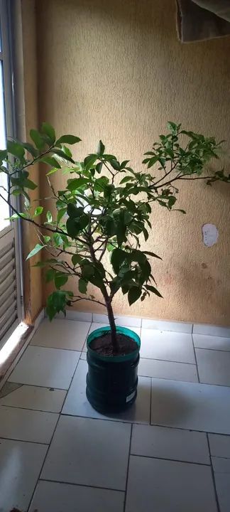 Muda Frutífera de Limão Siciliano - Foto 4