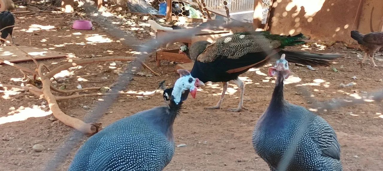 Vende-se perus Angola galinha da Angola