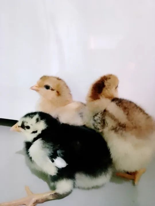 Pintinho gsb ate 10 dias