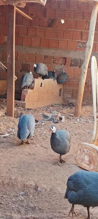 Vende-se perus Angola galinha da Angola - Foto 3