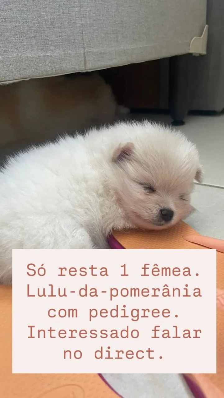 Lulu da Pomerânia Fêmea com pedigree. Ainda disponível 1 fêmea