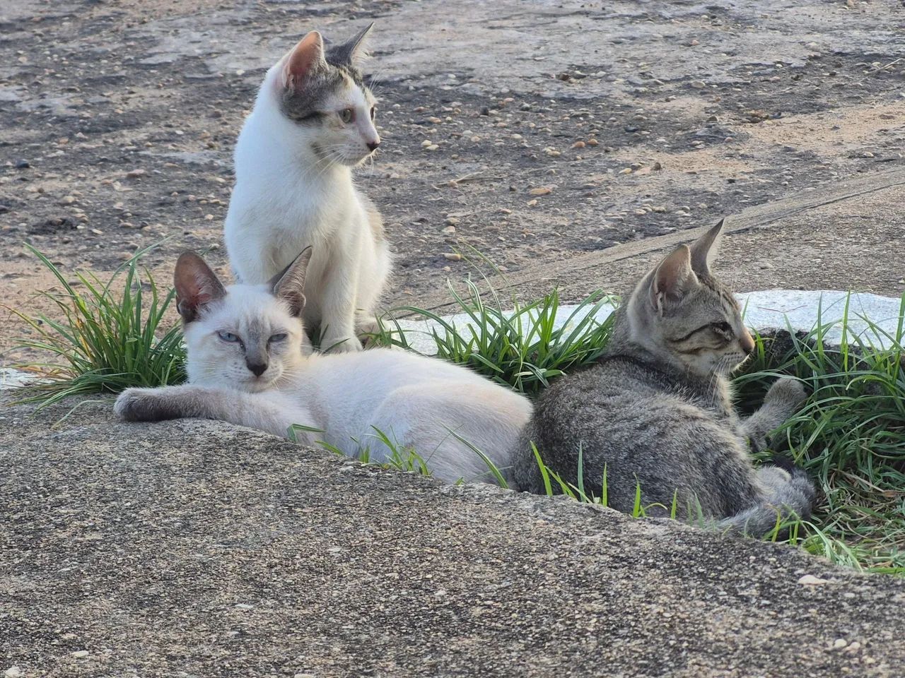 Gatos filhotes para doação  - Foto 5