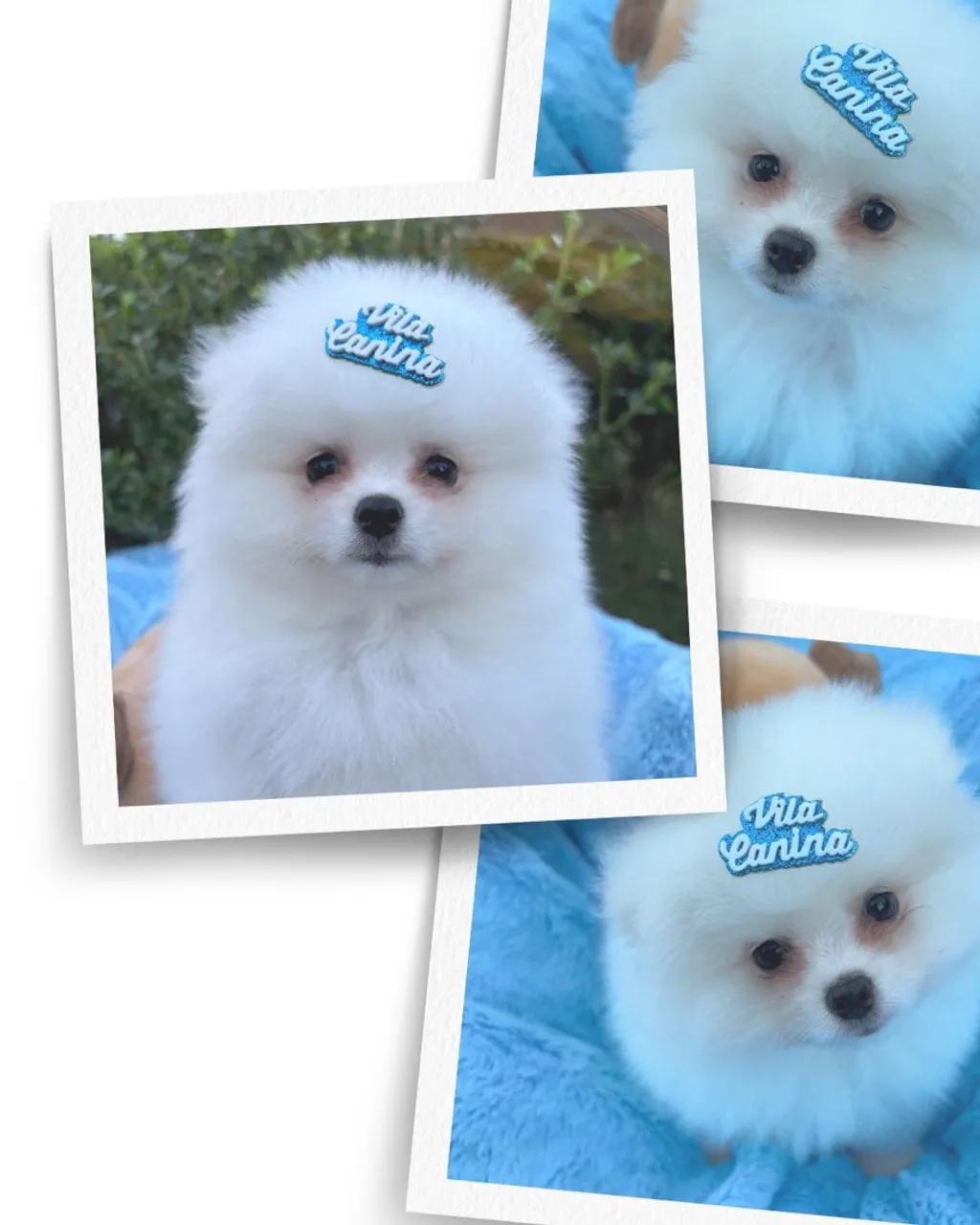 Filhote de Spitz Alemão - Puro e Fofo!