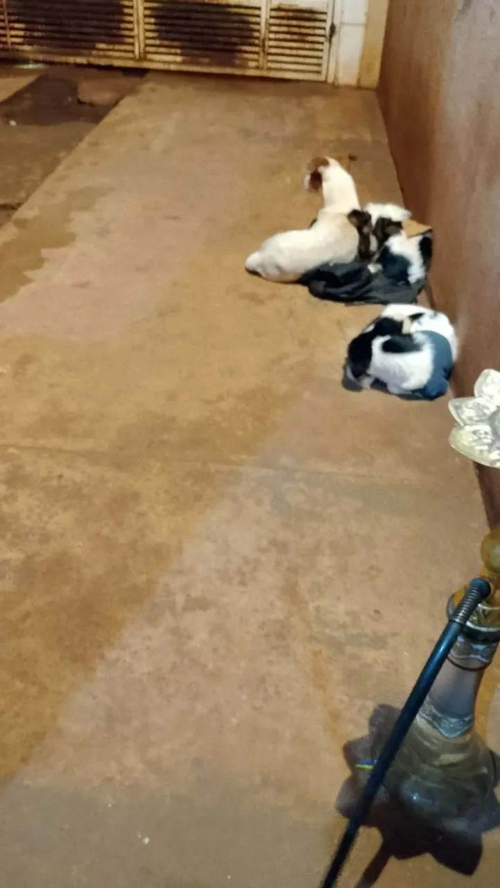 Cachorros para doação