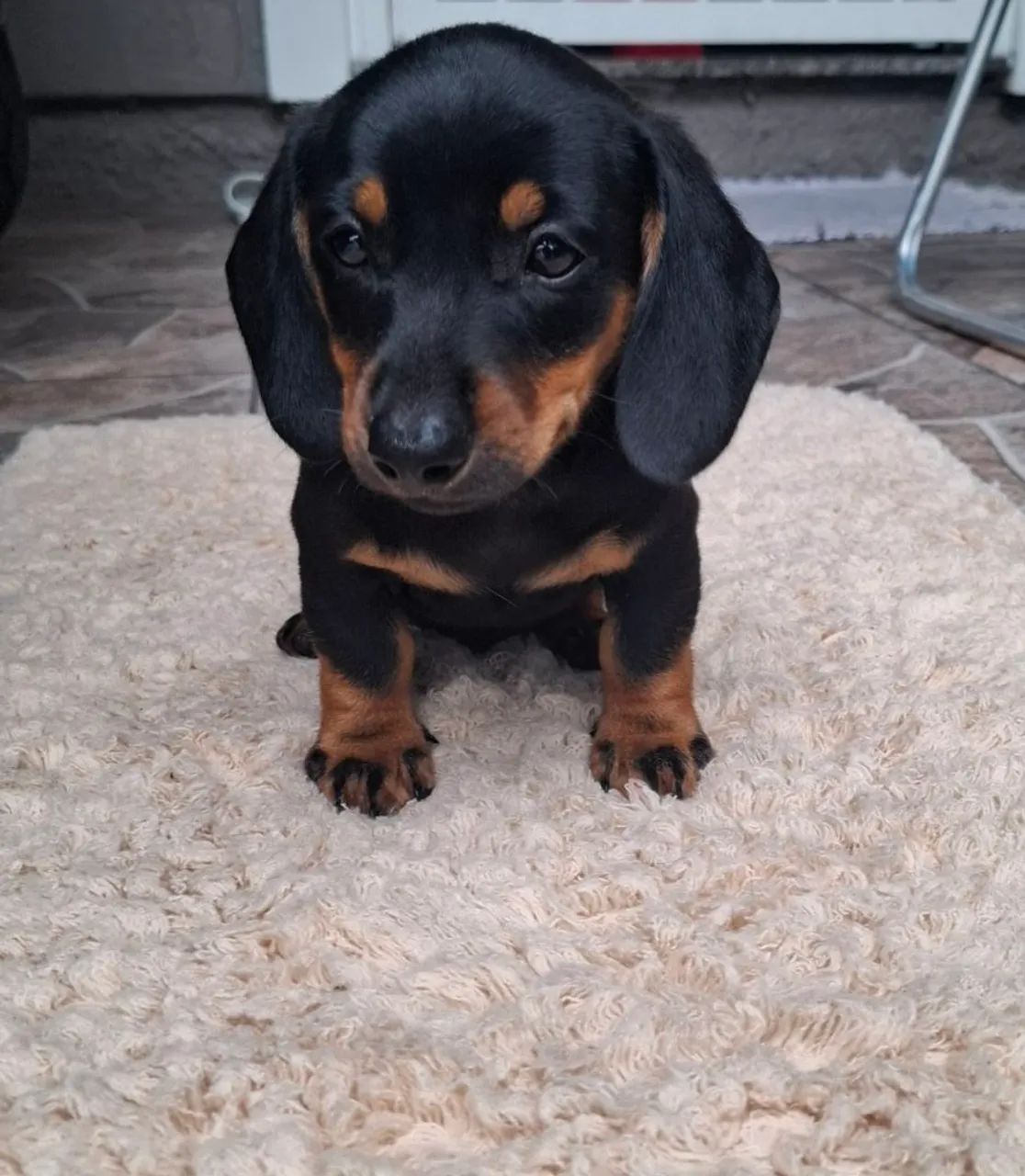 Filhote de linguicinha disponível!