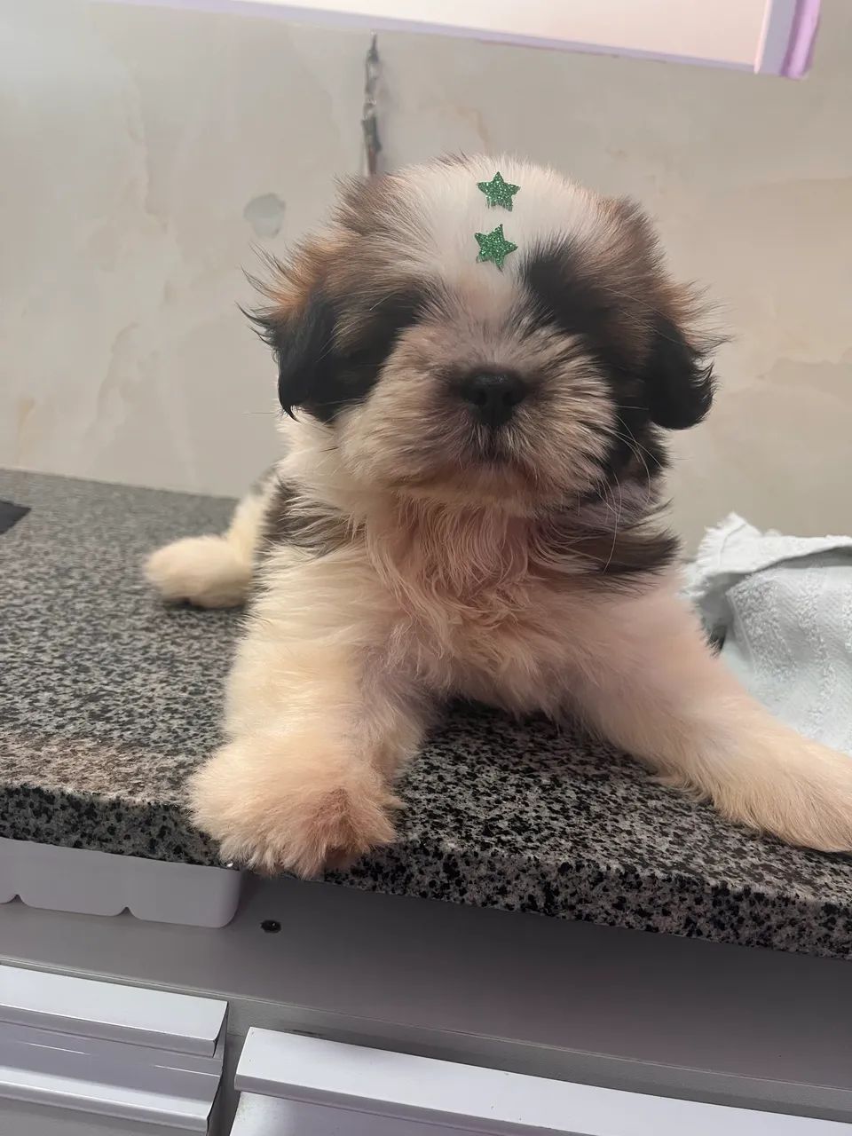 Banho e tosa (a domicílio) - Foto 2