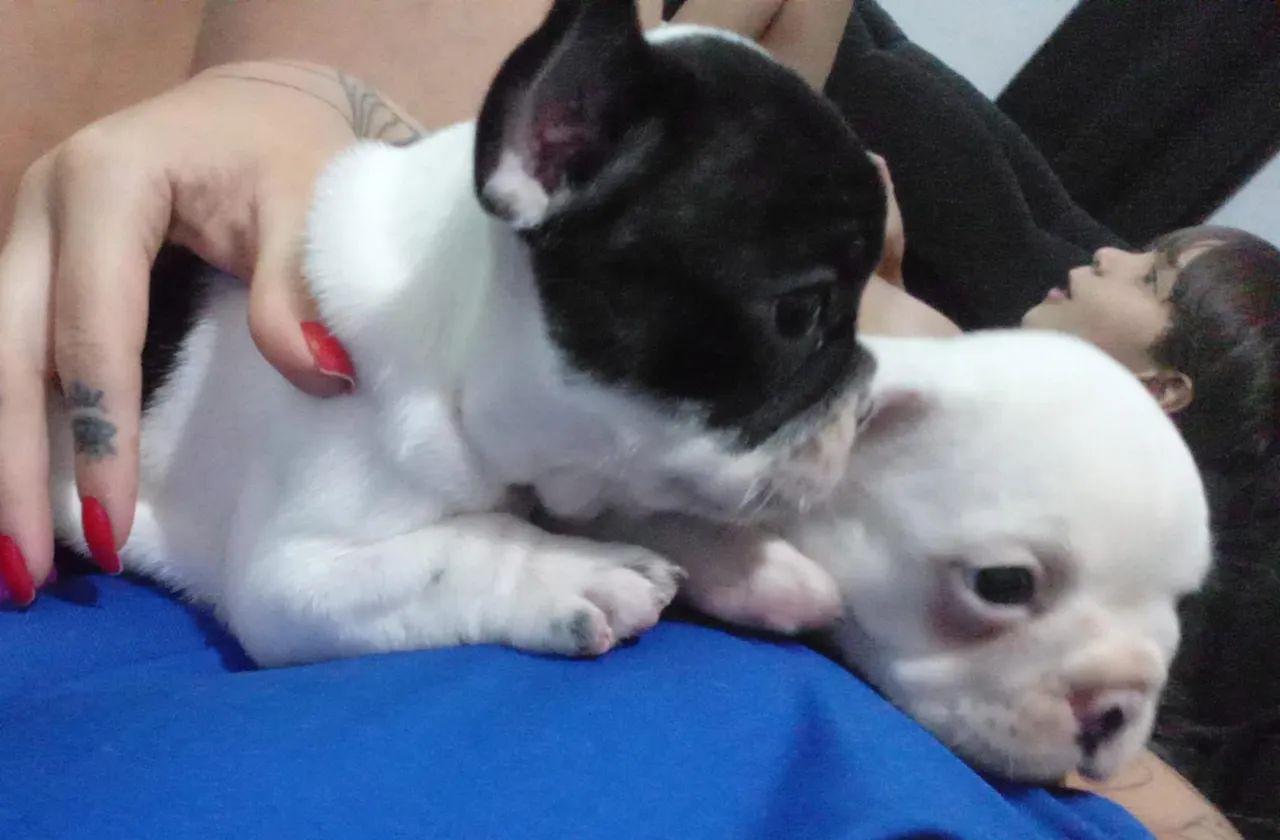 Filhote de Bulldog Francês - Foto 2