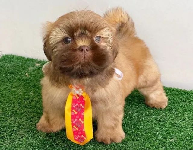 shih tzu- felicidade quando ele abana o rabo 