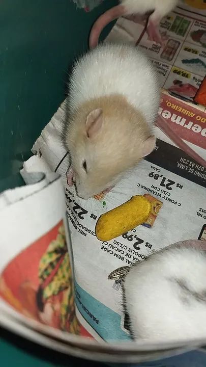 Ratos Twister filhotes disponível 