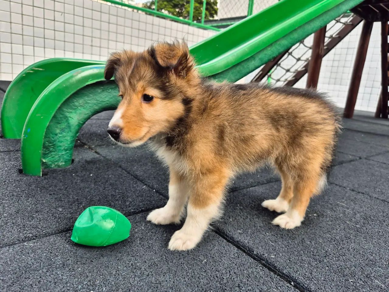 Filhote de Pastor de Shetland Cole - Foto 3