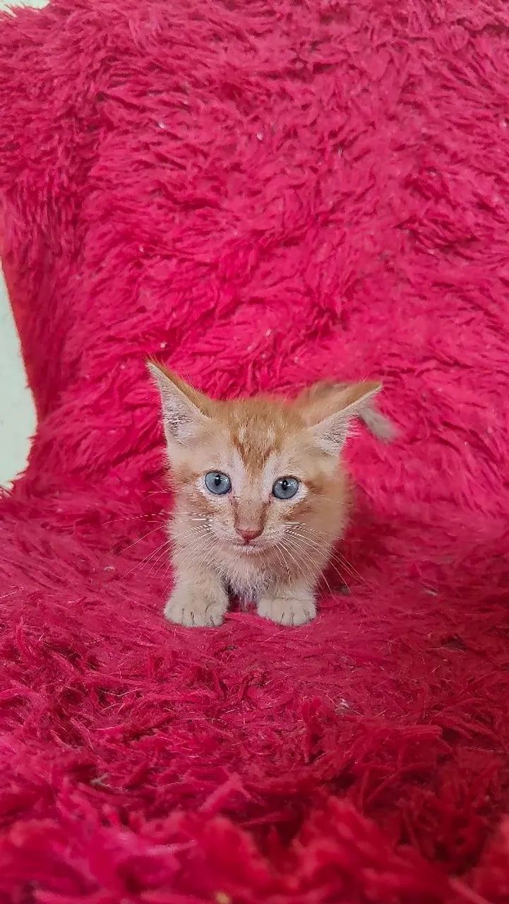 Doação de gatos - Foto 6