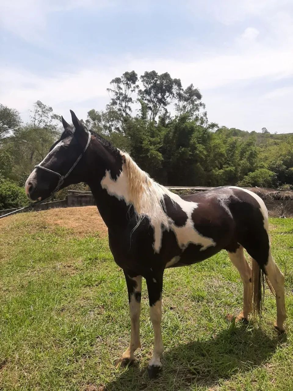 Cavalo pampa garanhão  - Foto 3