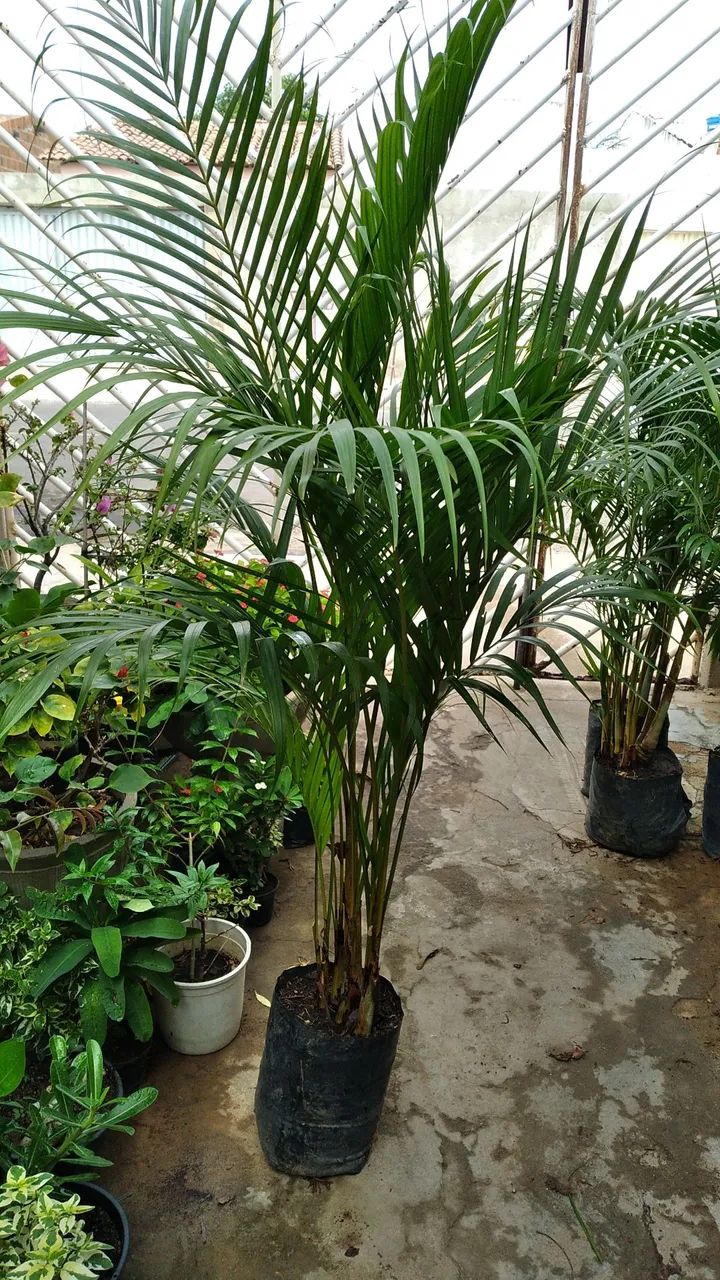 Mudas de Tuia anã para Jardinagem e Paisagismo - Foto 3